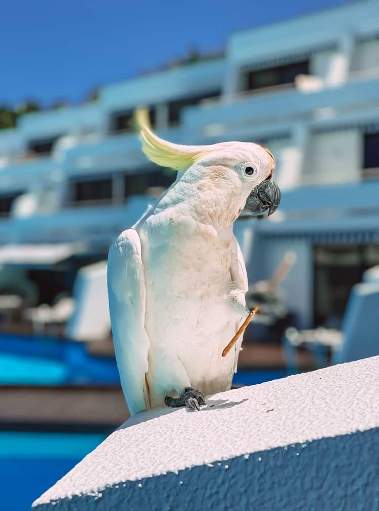 Intercontinental Hayman Island Resort - Wildlife