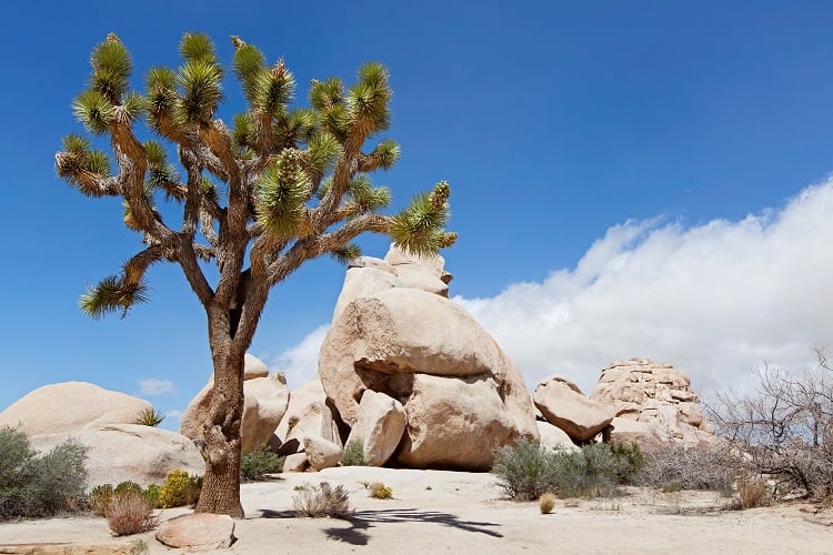 Joshua Tree National Park - Best Day Trips from Los Angeles