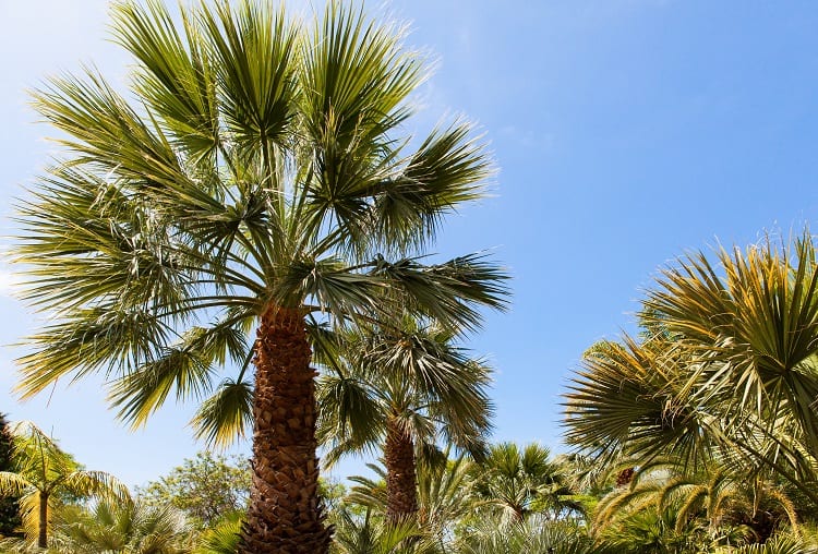 Al-Ahsa Oasis Saudi Arabia