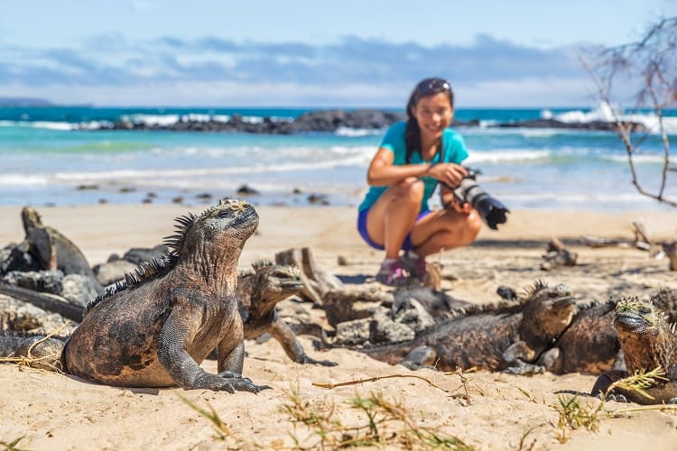 Galapagos Islands of famous marine iguanas