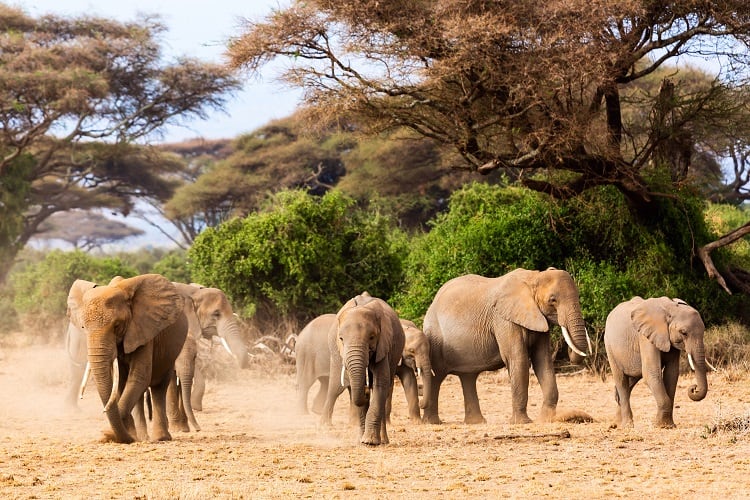 Serengeti National Park, Tanzania