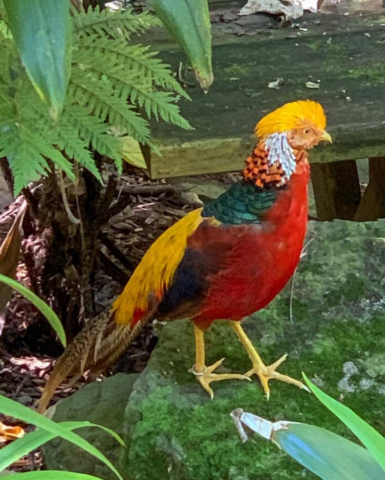 Currumbin Wildlife Sanctuary with Kids - Birds