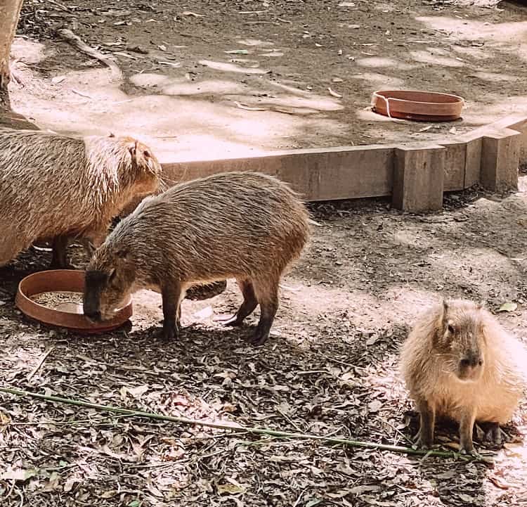 Currumbin Wildlife Sanctuary with Kids - Capybaras