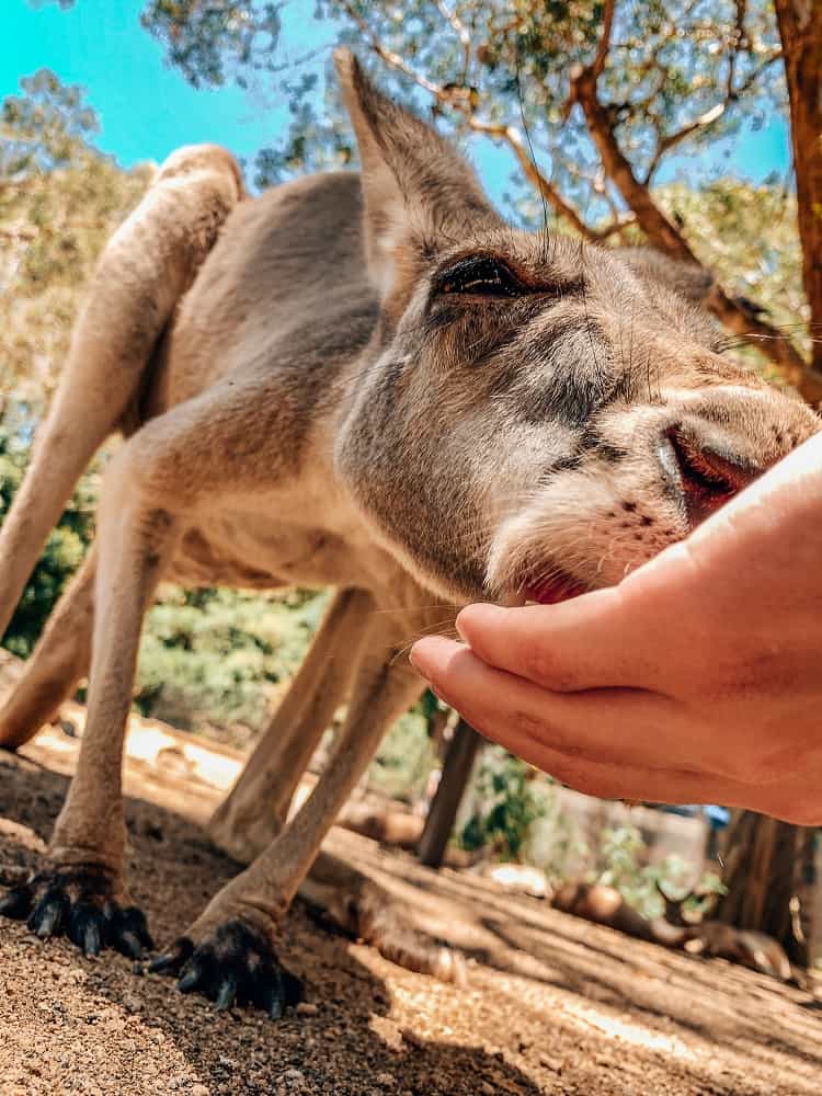 Currumbin Wildlife Sanctuary with Kids - Kangaroo Feeding
