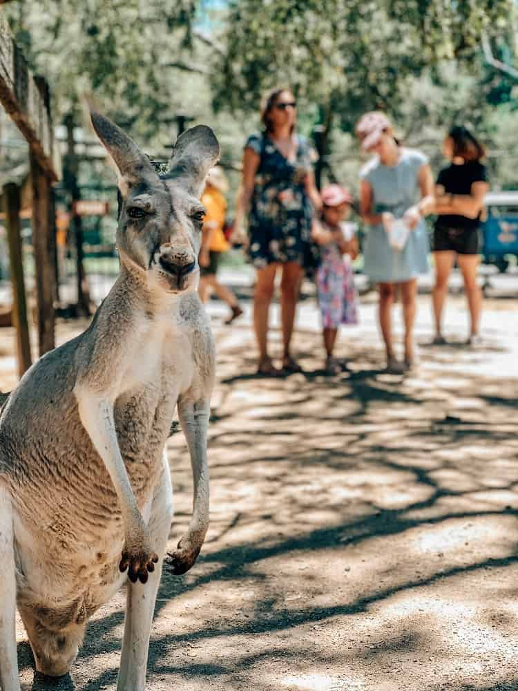 Currumbin Wildlife Sanctuary with Kids - Kangaroo Selfie