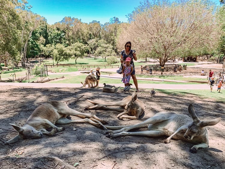 Currumbin Wildlife Sanctuary with Kids - Kangaroos Everywhere