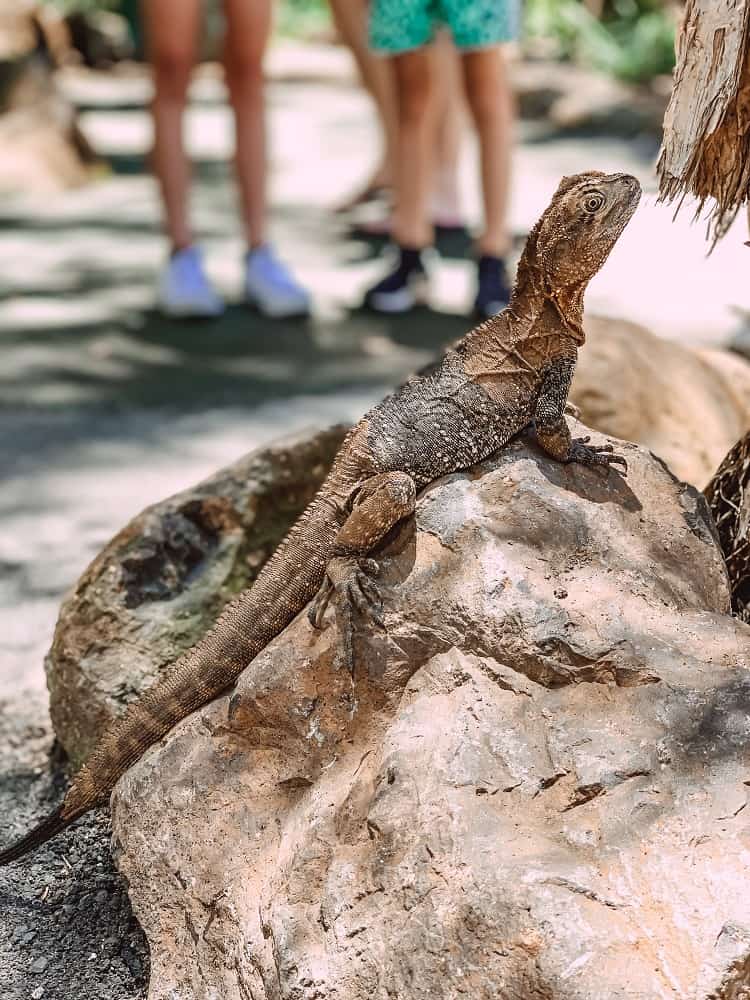 Currumbin Wildlife Sanctuary with Kids - Lizzard