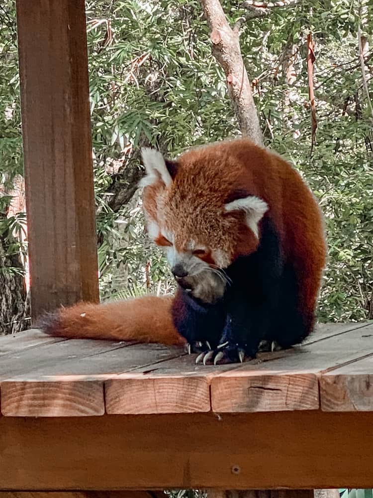 Currumbin Wildlife Sanctuary with Kids - Tree Kangaroo