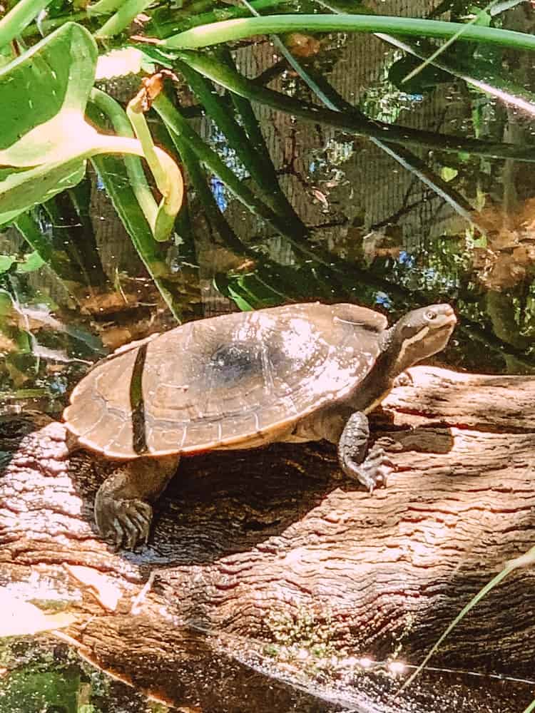Currumbin Wildlife Sanctuary with Kids - Turtle
