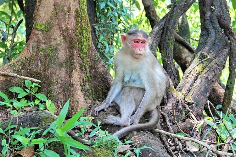 Bhagwan Mahavir Wildlife Sanctuary, Goa India with Family