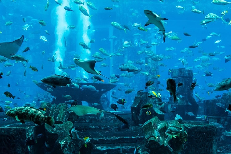 Aquarium Dubai