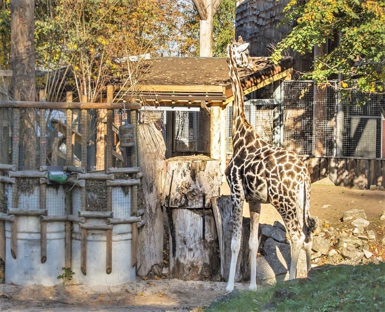 Riga Zoo with Kids - Latvia with Kids- top family attraction in the Baltics
