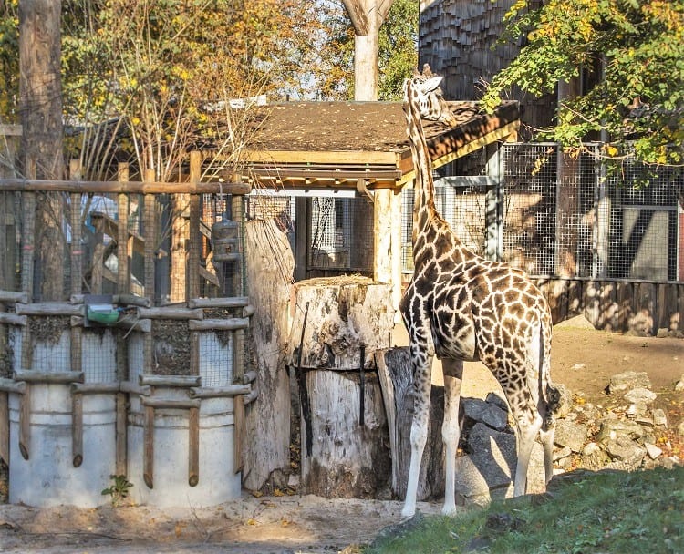 Riga Zoo with Kids - Latvia with Kids- top family attraction in the Baltics