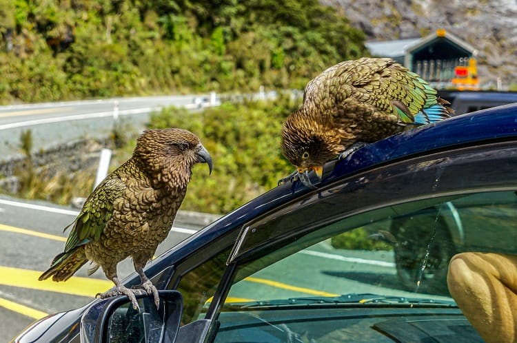 New Zealand, South Island, wild Alpine Kea Parros