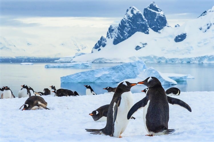 Antarctica, Antarctic Peninsula, Danco Island. Gentoo penguin courtship.