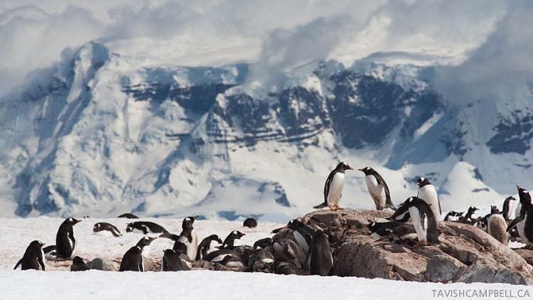Penguins by Poseidon Expeditions