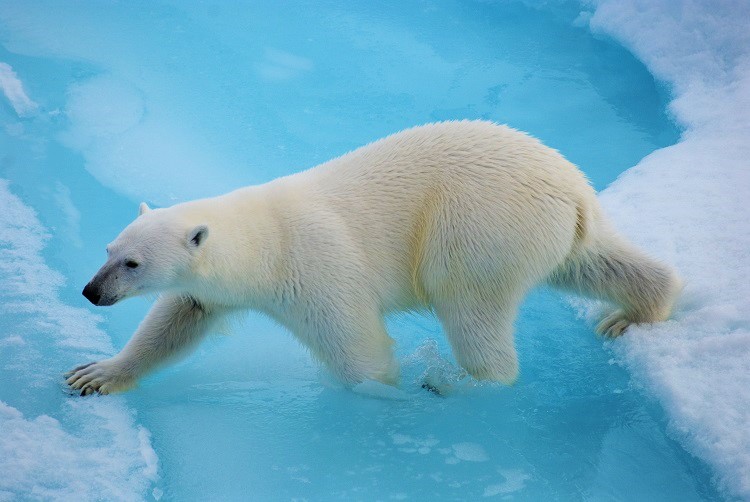Polar Bear by Poseidon Expeditions