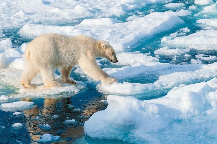 Polar bear in the Arctic Circle, Barentsoya, Svalbard, Norway
