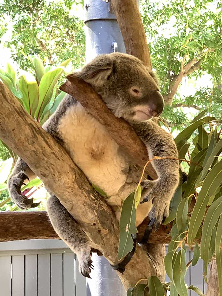 Best Things To Do In Hamilton Island -  Hamilton Island Wildlife Sanctuary - Koala