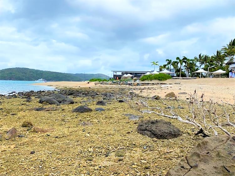 Daydream Island Resort - side view of the main beach with umbrellas next to the pool