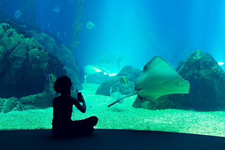 Portugal Oceanarium Oceanario de Lisboa