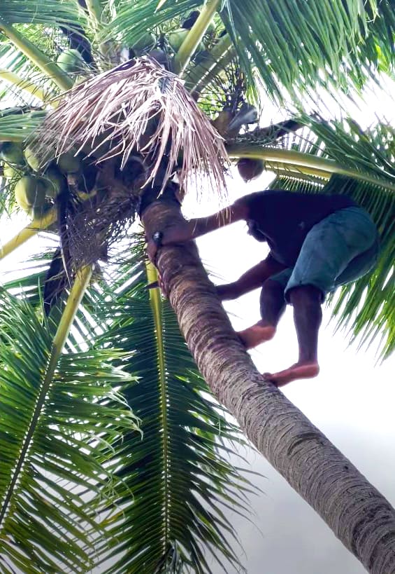 Tropica Island Resort Review - Coconut Tree Climbing