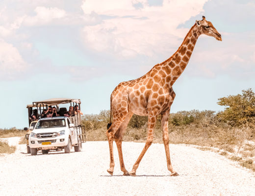 Giraffe crossing the dirt road in Etosha National Park in Namibia right in front of a car full of tourists