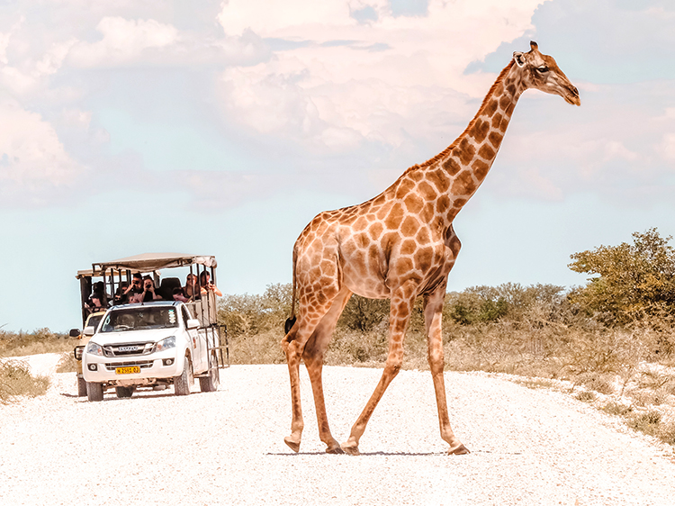 Giraffe crossing the dirt road in Etosha National Park in Namibia right in front of a car full of tourists