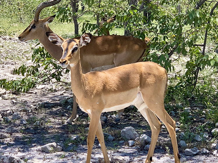 Impalas standing in the trees in Etosha National Park in Namibia