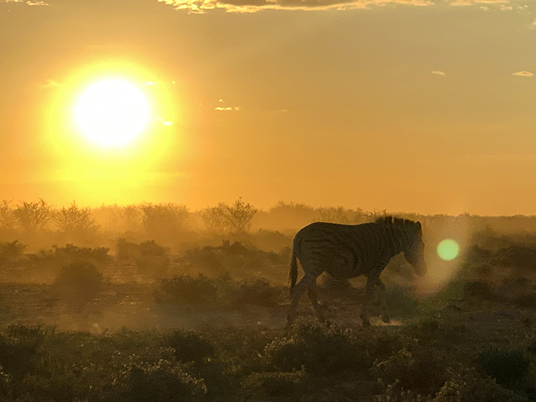 One Zebra during sunset in Etosha National Park Namibia