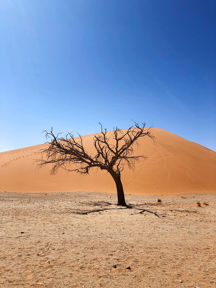 Sossusvlei, Deadvlei, old tree in the desert