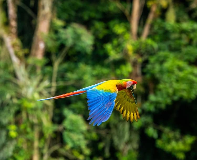 Tortuguero National Park Costa Rica