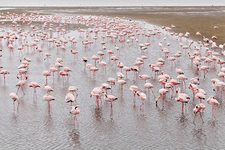 Flamingoes at Walvis Bay