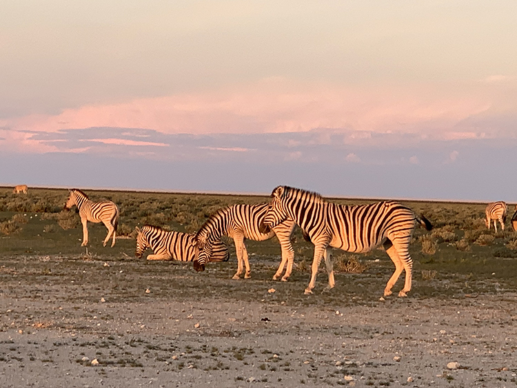 Zebras during the sunset in Etosha National Park in Namibia