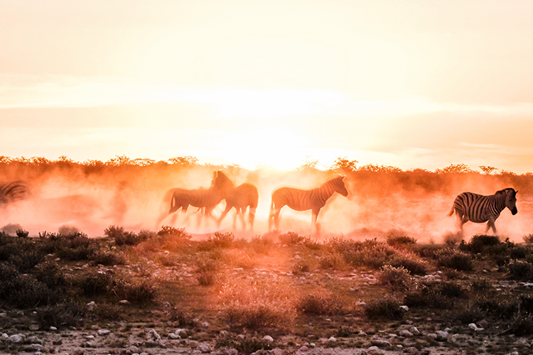 Zebras in the sunset in Etosha National Park photo taken towards the sun