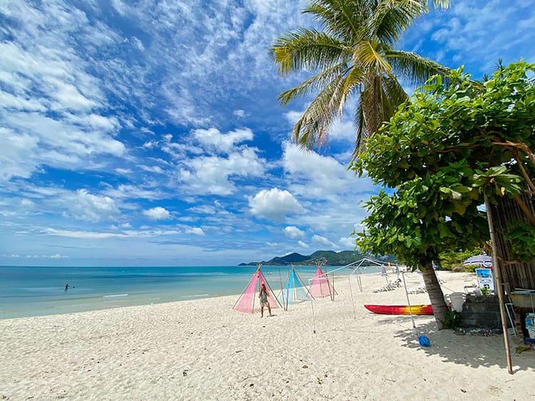 Chaweng Beach In Koh Samui, Thailand,  big palm tree and some colourful tents on the beach