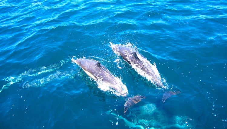 Dolphin Watching Madeira