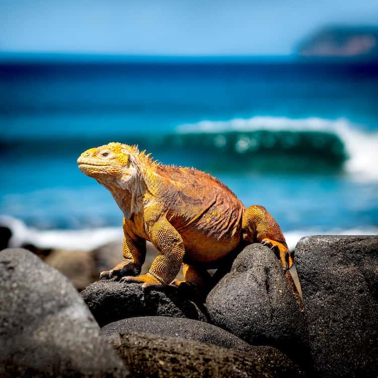 Galapagos Island Iguanas