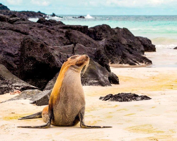 Galapagos Islands Sea Lion