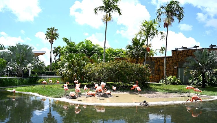 Flamingo Miami Zoo