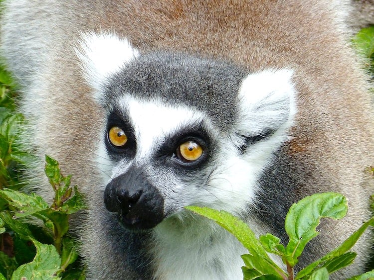 Lemur Jungle Island Miami