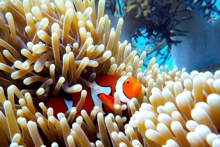 Port Douglas Great Barrier Reef