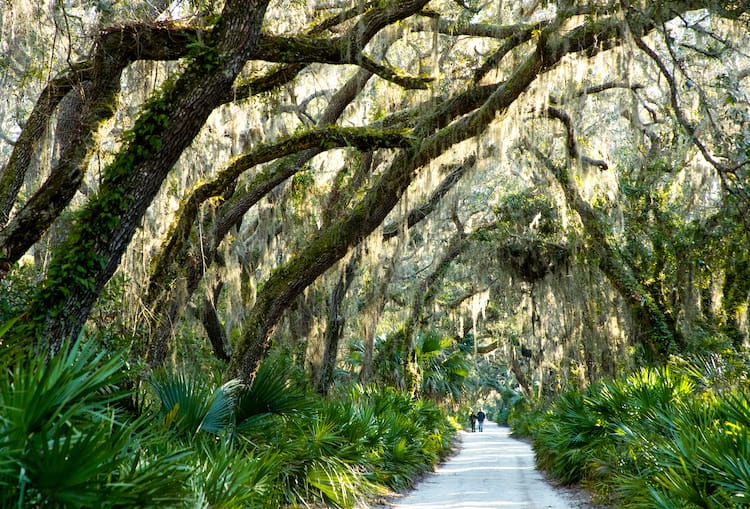 Cumberland-Island-Georgia