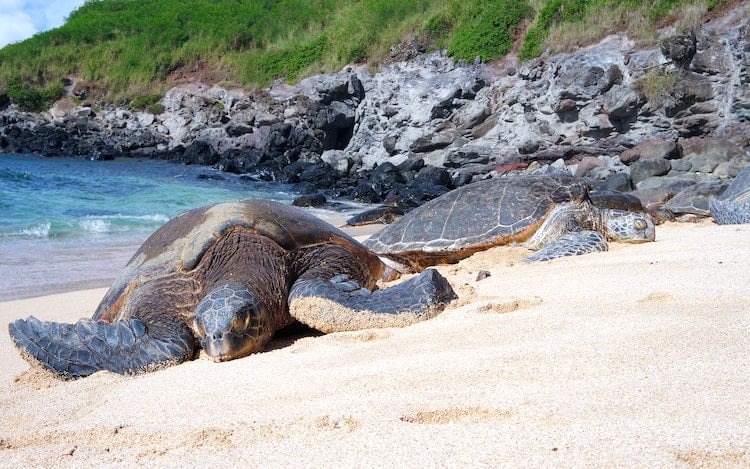 Turtle Beach Hawaii