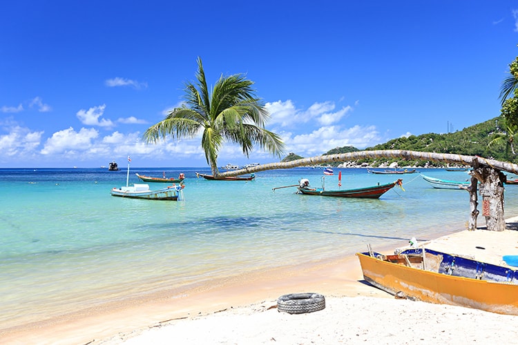 Best Beaches in Koh Tao Thailand - Sairee Beach Koh Tao, palm tree on the beach