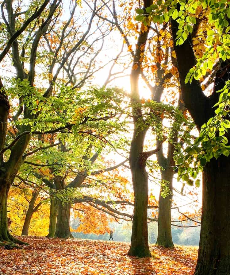 Autumn Walk in Hampstead Heath Park, London England