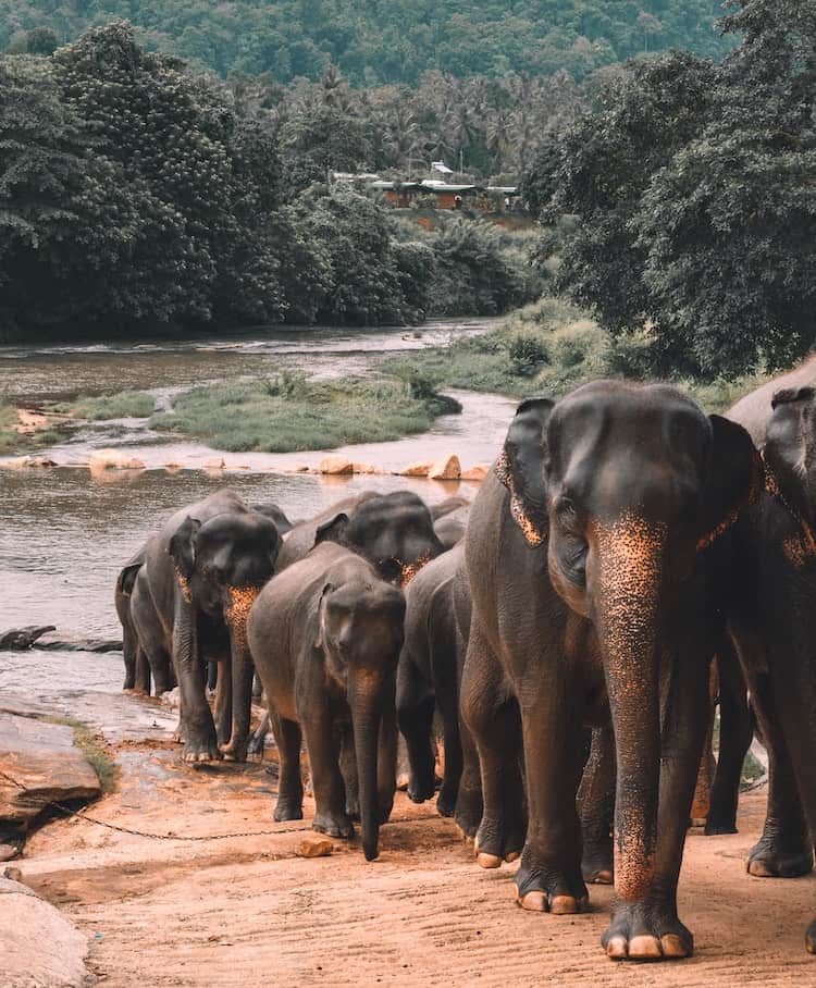 Elephants Sri Lanka