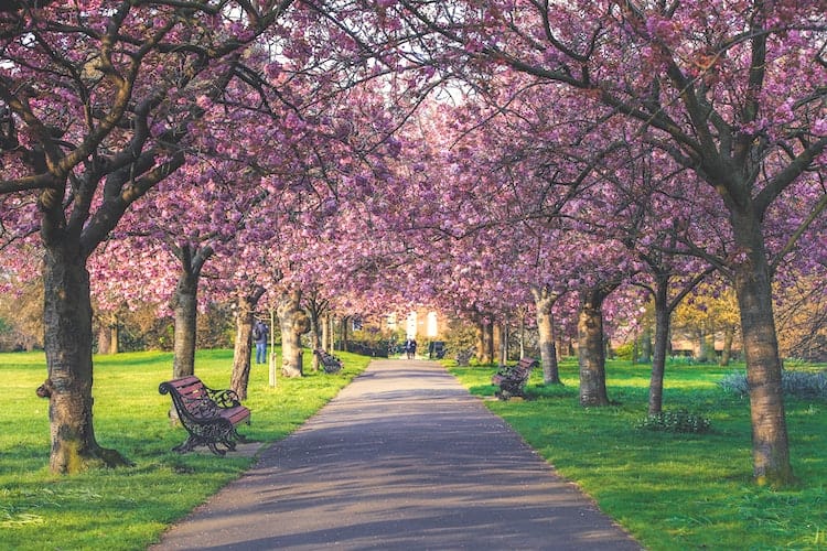 Spring in London with Trees in Spring Bloom