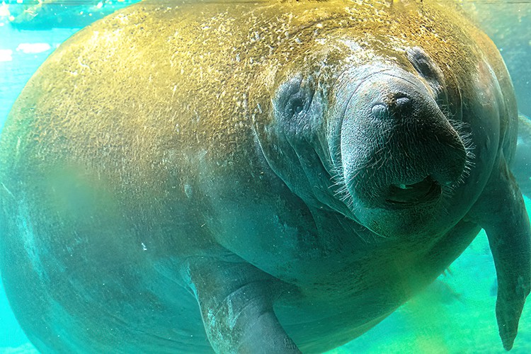 Manatee underwater in Crystal River National Wildlife Refuge, Florida, United States