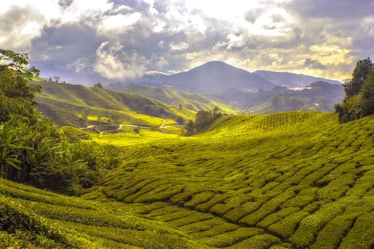 Tea Plantation Sri Lanka